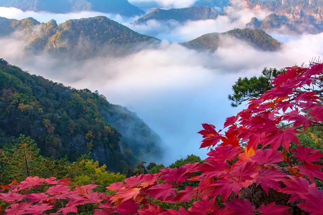 山雾里的红枫与悬亭