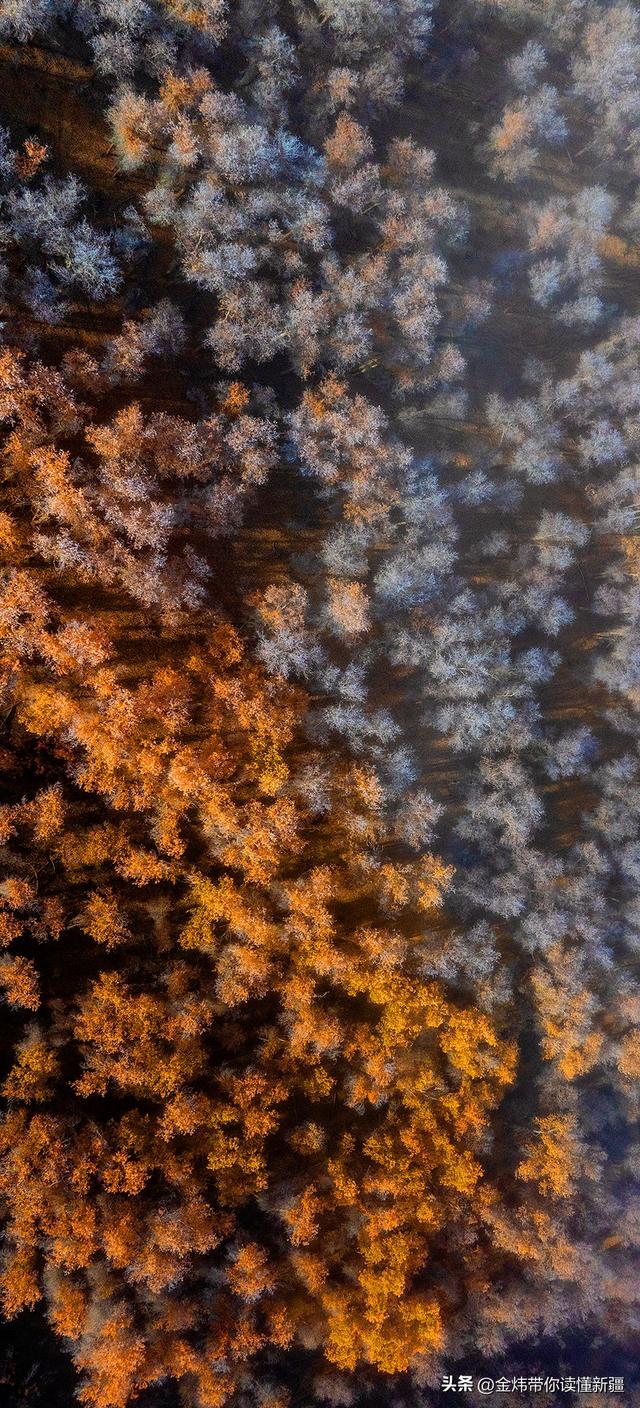 新疆轮台县：轮南胡杨林惊现雾凇奇观