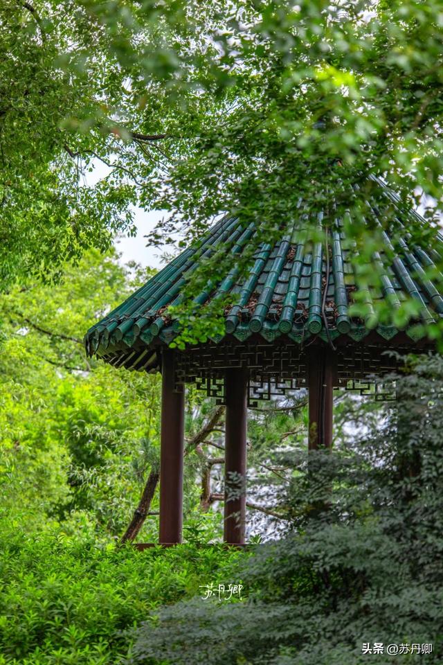 武汉的夏天，有多热就有多美！东湖听雨感受一场“风雅集”