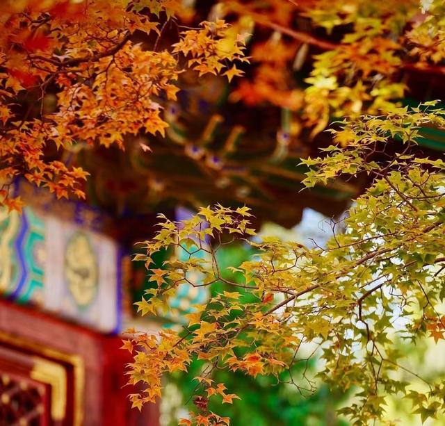 北京香山红叶