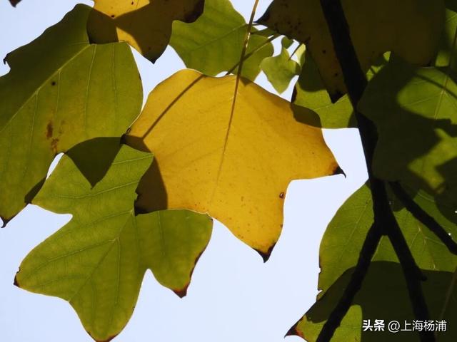 太美啦！去杨浦这两条路“踩”秋天，沙沙响的那种～