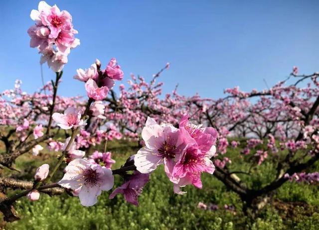 “花”样真多！襄阳宝藏赏花地公布！