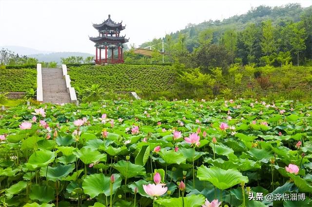 八月来淄博怎么玩，旅游攻略来了→