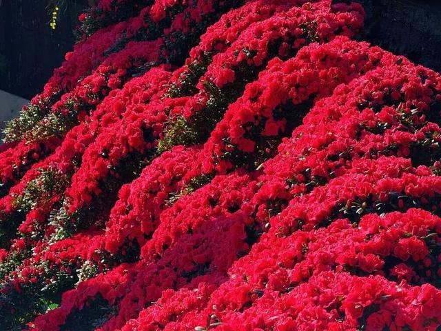 【网络中国节·春节】花海人潮映古城，八方游客来丽江过年