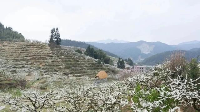 官宣：盛花期已到！武平封侯千亩李花基地美成仙境！高清实拍——