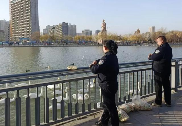 重走丝路看新疆 | 连续二十年赴约 野生天鹅认准“山水梨城”