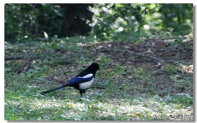沈阳东陵郊野公园“精灵”出没