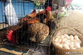买鸡时：发现肚子里有大片的黄油，是赚了还是亏了？专家：赚大了图片