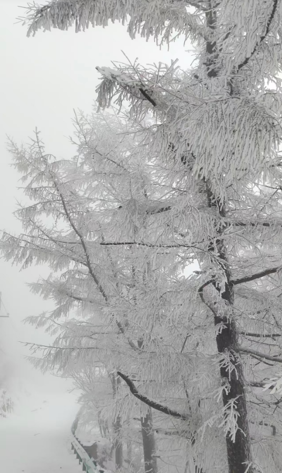 春天又想起来逞能了！今早，大批青岛人憋着想请假：领导，这里突然美得不像话，我能不能去打个卡，晚了怕它化了……