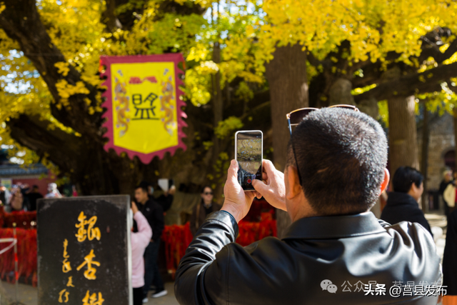 今天实拍！浮来山银杏，一树鎏金映古寺