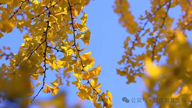 徽县的初冬，是秋天的一场盛大留白