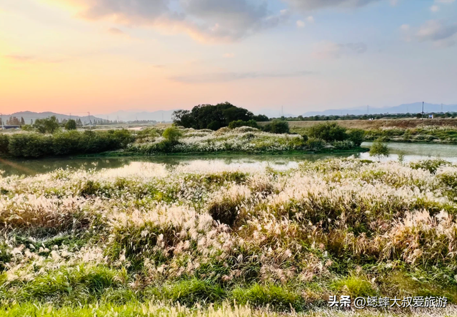 超绝的杭州“唐代泽”，已成秋冬打卡地，芦花翻滚，美不胜收！