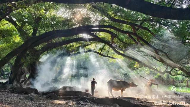 彩色旅图｜光影里的霞浦：滩涂、古树与渔排的诗意时光