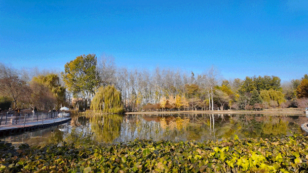 顺义白杨林：把冬日浅金，织进一帧鎏金诗篇里