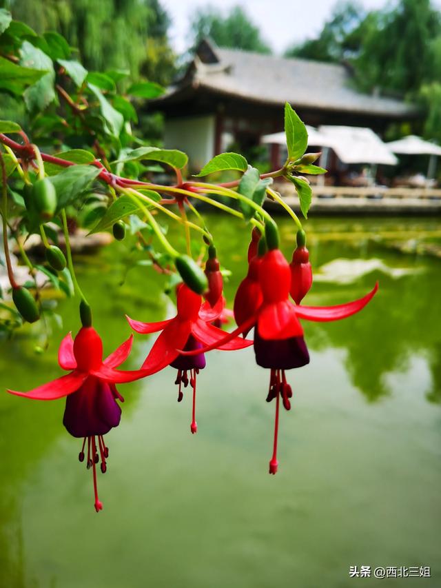 西宁植物园，花开时节恰逢秋