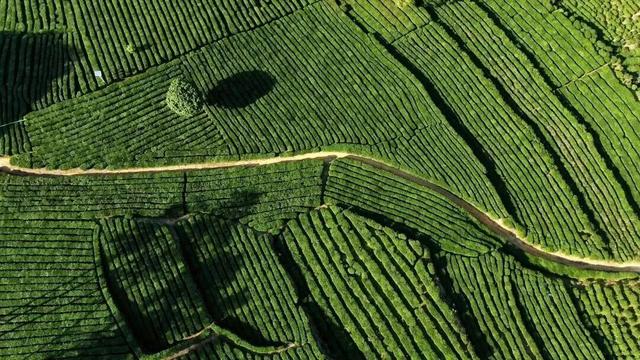 “冬养罗浮”康养品牌发布！在引领区过冬是怎样一种体验？