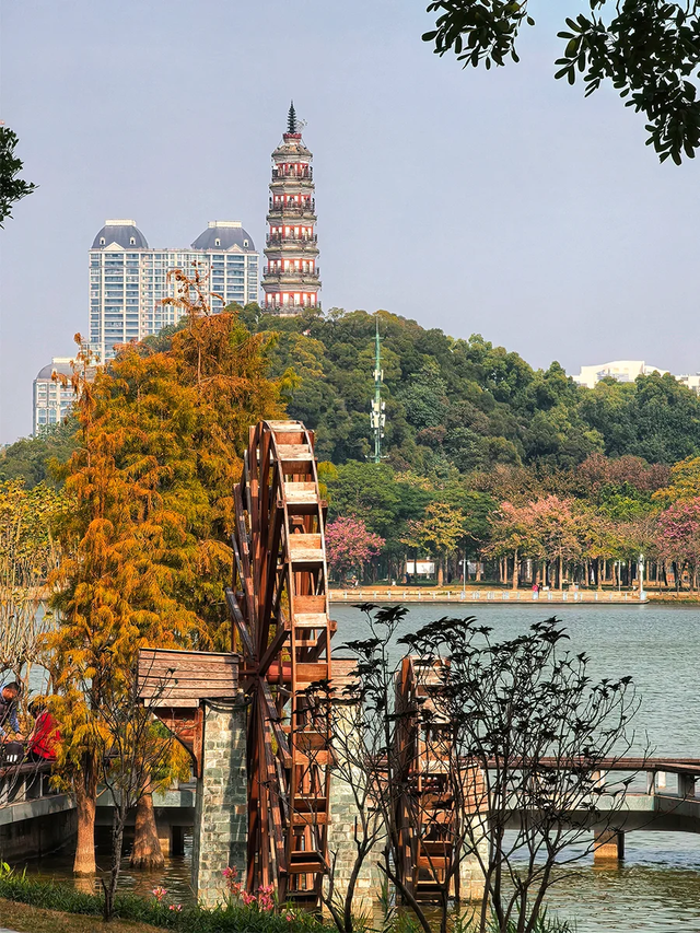 趣游周末丨佛山落羽杉地图！解锁色彩斑斓的绝美秋天！