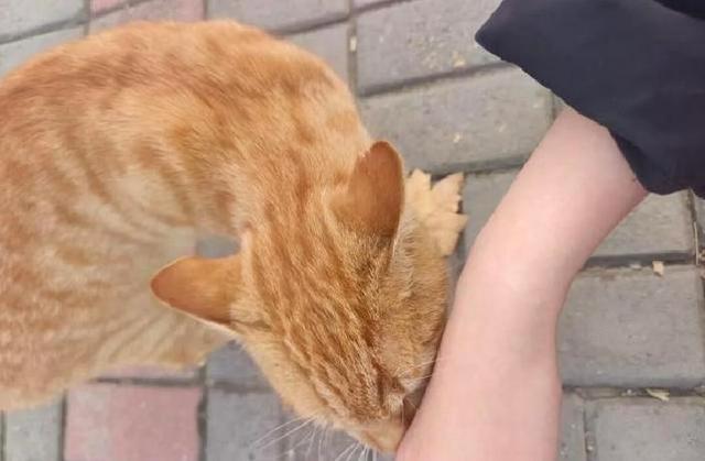 猫咪用头拱你	，原来不是在撒娇！真相让主人们惊呆了