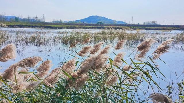 自然之美！初冬的芦苇花，蟠龙河畔一道亮丽的风景线！