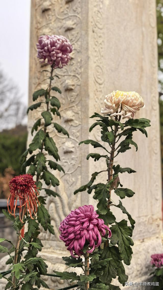秋风独宠一园菊，晚来香艳出樊篱——北京北海公园2025年菊花展