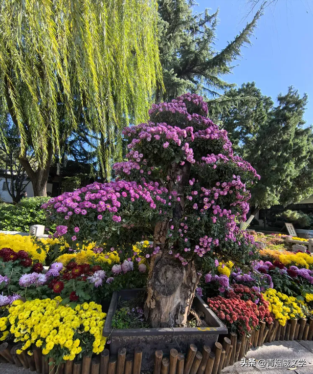 趵突菊韵 锦绣泉城