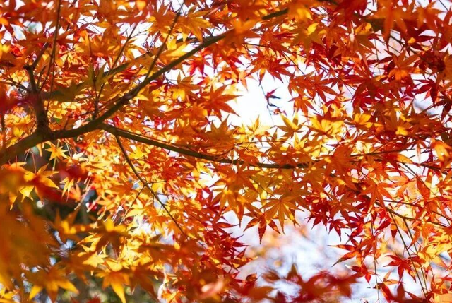 美如仙境！韶关这个地方迎来今年首场冰挂雾凇景观，秋冬来旅行，赏雪泡泉看红枫为你安排好了