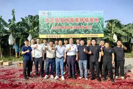 新发地（隆安）香蕉种植基地开园图片