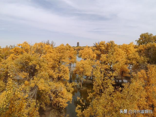 金塔胡杨林