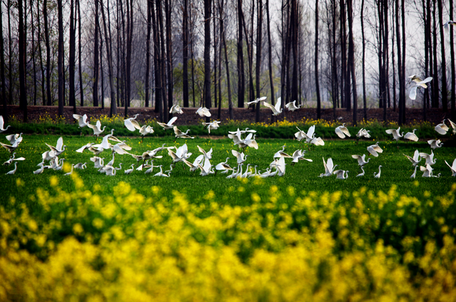 “乐启鹏城 趣游济宁”2025济宁文旅珠三角招商暨深圳旅游推介会在深圳成功举办