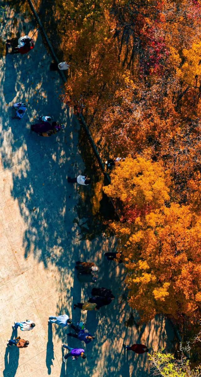 初冬时节，回眸临夏最后一抹绚烂
