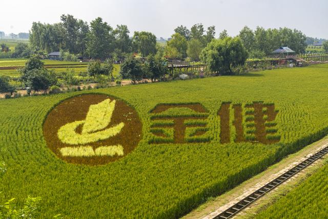 辽宁沈阳：一组美丽壮观的稻田画栩栩如生