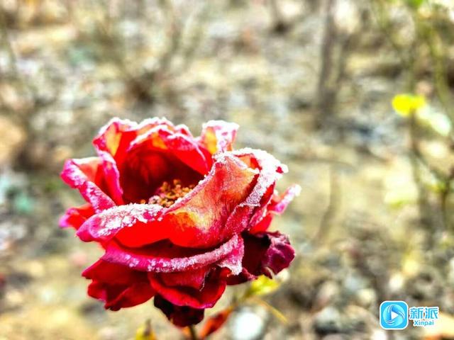 冬意初临 潍坊如诗如画