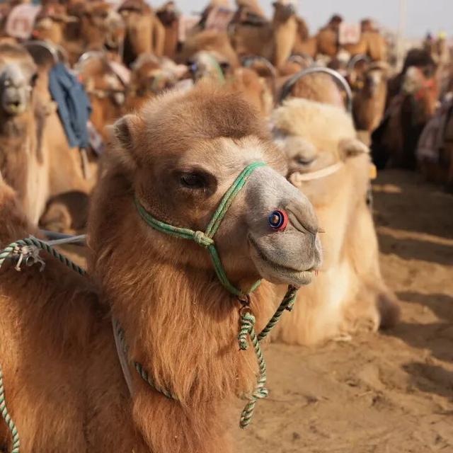 鸣沙山的骆驼悄悄“穿”上冬装啦！
