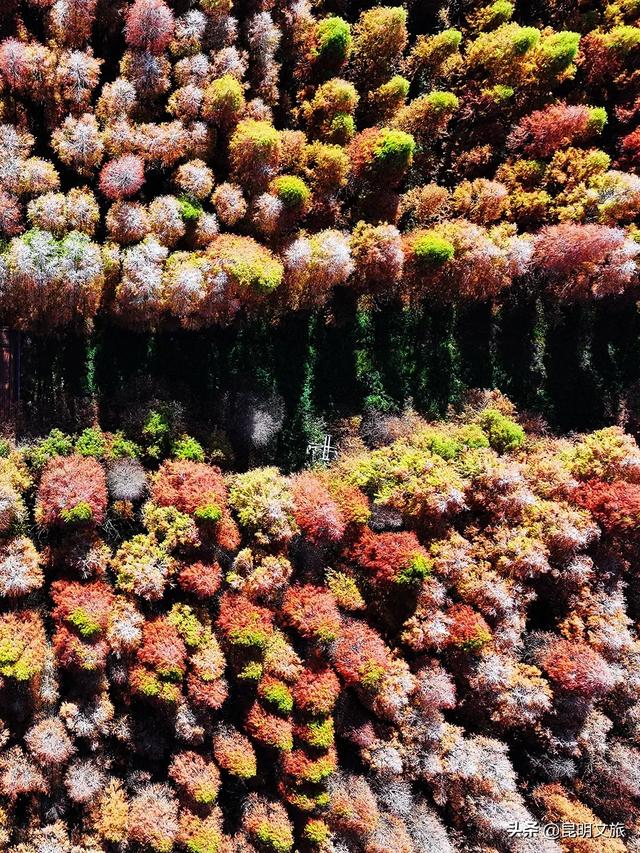 “红”爆!是谁还没有Get昆明的冬天?你知道12月的滇池有多绝?周末冲~