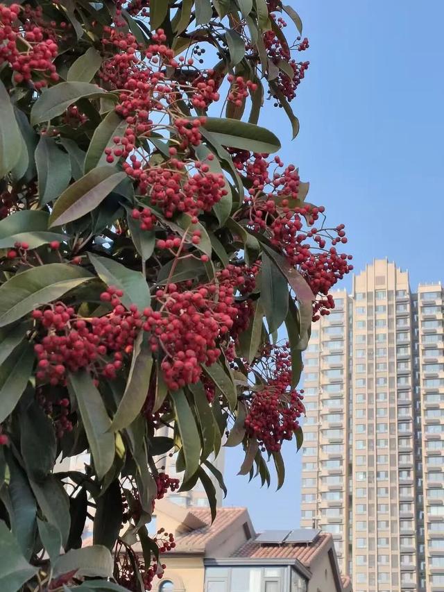 红果累累！森林公园石楠果红了，满树红果笑寒风！