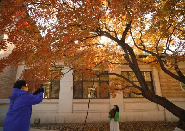 吉视界 | 金叶作毯，树影成画，南湖畔绘就北国之秋