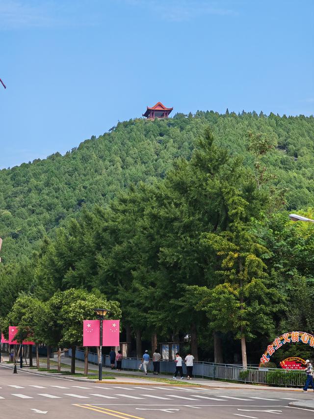 英雄山下银杏果