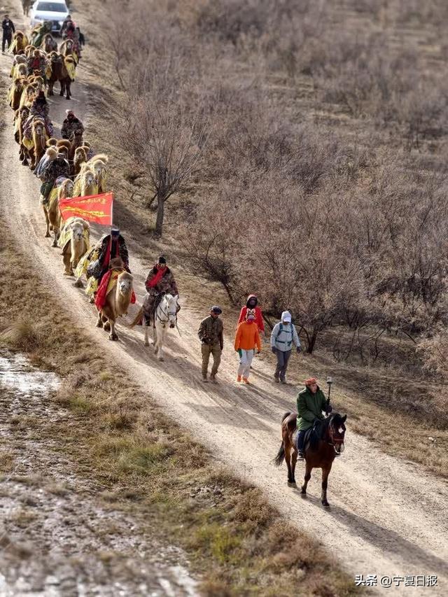 重走丝路！驼铃声声穿越千年，新疆东天山驼队固原再出发