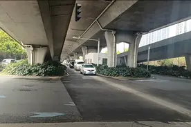 长沙一路口绿植太高遮挡视线，司机称曾目睹多起事故，园林部门：会修剪降低图片