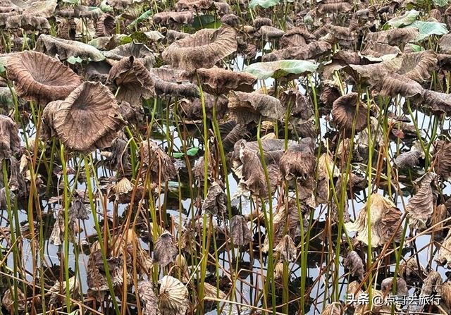 成都五大最美艺术村落，成都人私藏，都不要门票，冷门却超级惊艳