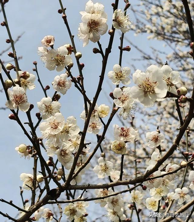 成都惊现6000亩梅林，花开成海超级壮观，免费，不要门票！