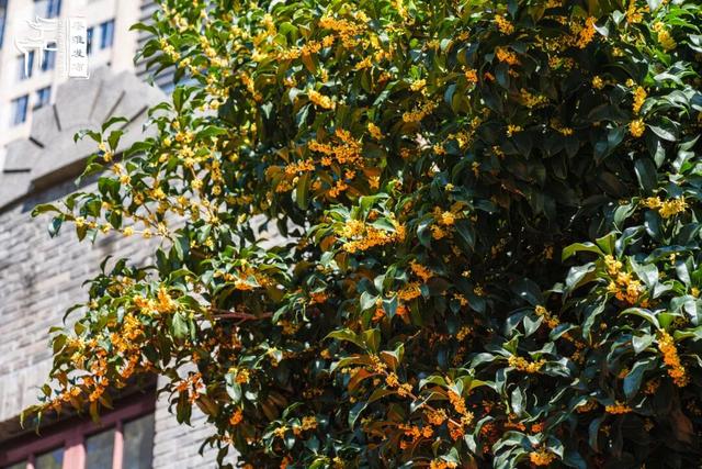 花样秦淮｜秋桂