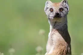 世事皆有因果：一只报恩的黄鼠狼图片