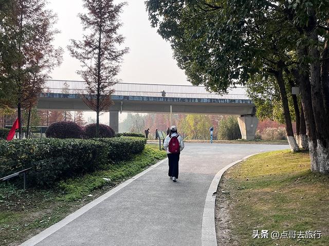 成都最美水杉红了，染红了湖面，不要门票，地铁公交直达！