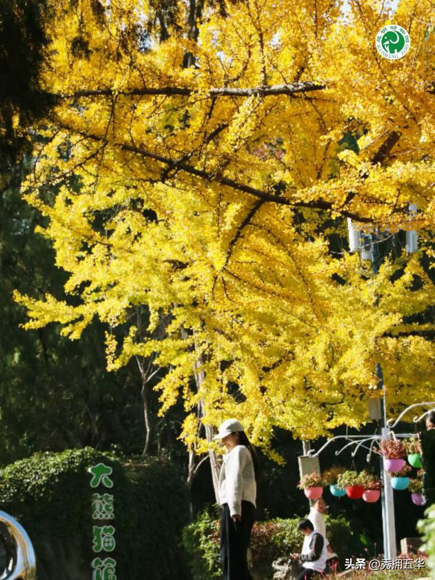 冬日美景在五华｜圆通山老银杏，藏着昆明人的共同记忆