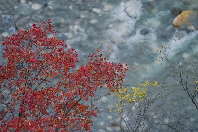 成县晚秋，是藏在秦岭南麓的色彩诗行