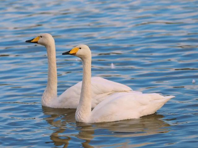 一湖初冬色，半城清欢美——三门峡苍龙湖的冬日盛景