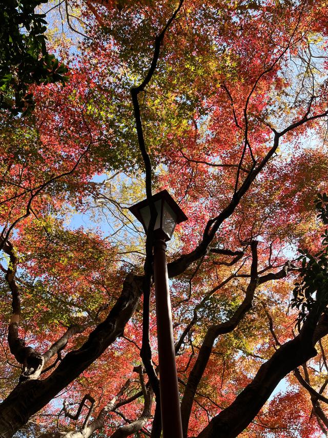 如花如画，每年一见的杭州红叶季到了，错过再等一年。