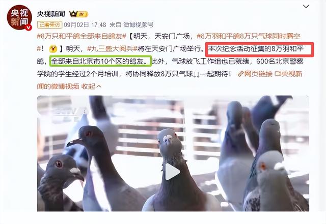 阅兵放飞信鸽翻车现场：不少鸽子“越狱”，原因曝光让养鸽人泪崩