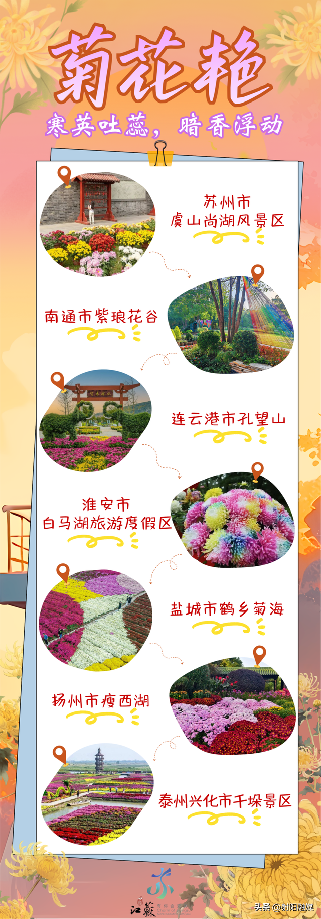 秋游射阳，这片菊海藏不住了！